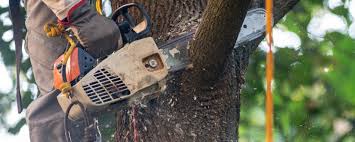 Best Tree Health Inspection  in Elizabeth Lake, CA